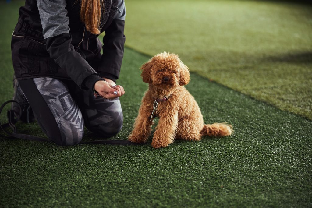 dog training