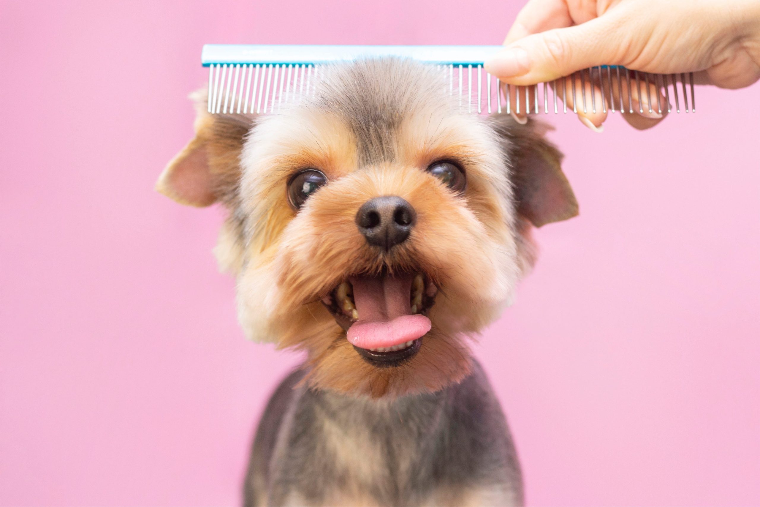 grooming