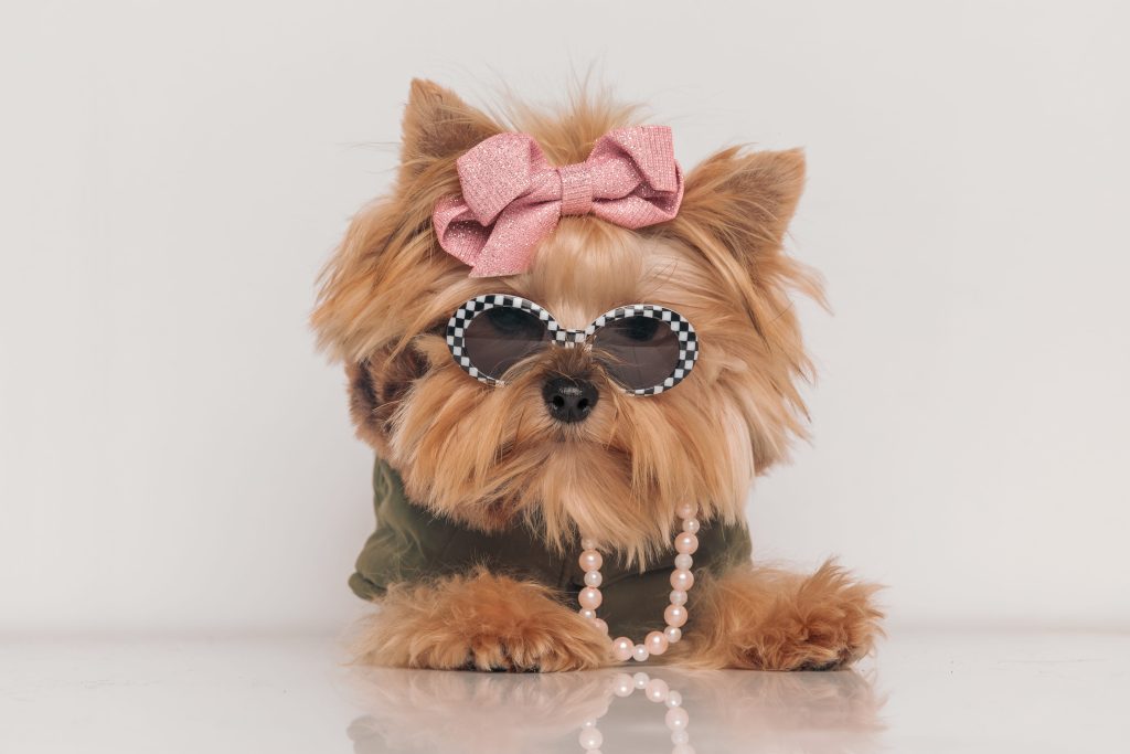 Pet Photography